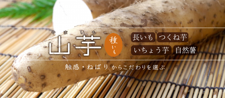 yamaimo.jpg