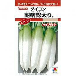 里芋　種芋　石川早生　20kg ※食用可 サトイモ 石川早生｜種（タネ）,球根,苗,資材,ガーデニング