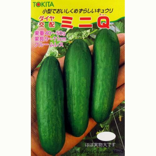きゅうり 種 【ミニQ】 小袋 | 農業屋.com