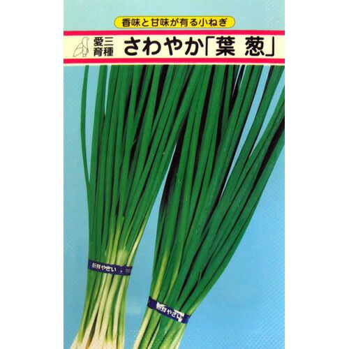ぐれたく　ネギ種子10袋 000000000279-01-l.jpg?t=