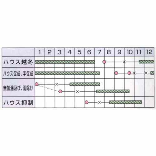 ミニトマト 種 【オレンジパルチェ】 コート600粒 | 農業屋.com