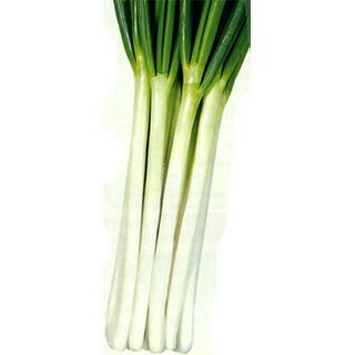 ネギ 種 【 冬若 】 種子 2dl | 農業屋.com