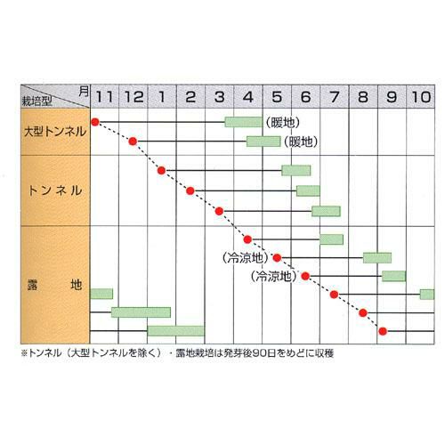 にんじん 種 【 ベーターリッチ 】 種子 小袋（約350粒） | 農業