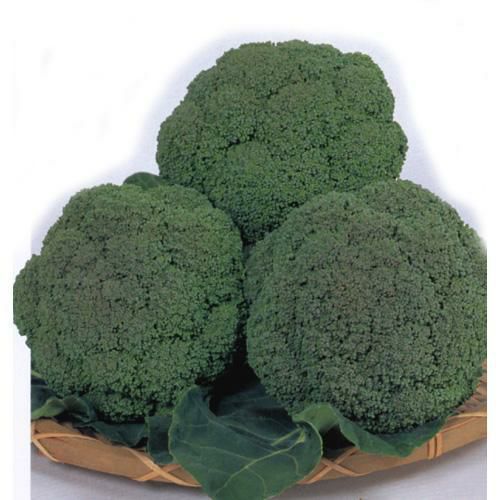 ブロッコリー 種 【 グランドーム 】 種子 ペレット5000粒 | 農業屋.com