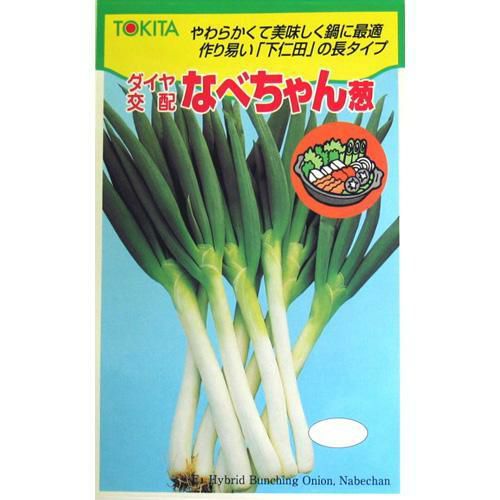 ハナコ　ネギ種子3品種 Amazon.co.jp: ネギ 種 【 葉ねぎ 】 種子 小袋（約15ml） : DIY