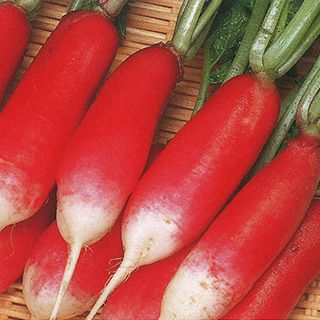 大根のえ 鮮やかなグリーンに目を奪われ 手のひら緑大根（長野県産）|有機野菜
