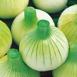 たまねぎ 種 【早生こがね】 100ｇ