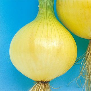  たまねぎ 種 【アーリートップ】 小袋 玉ねぎ タマネギ たね