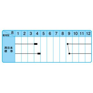 たまねぎ 種 【アーリートップ】 100ｇ