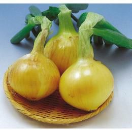 たまねぎ 種 【博多こがねEX】 10ｇ