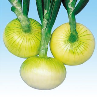 たまねぎ 種 【博多こがね】 100ｇ