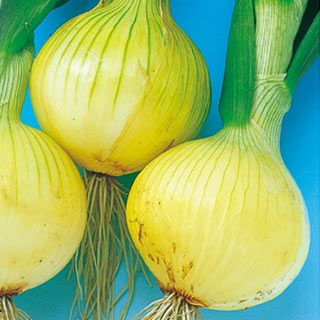 たまねぎ 種 【こはく】 小袋