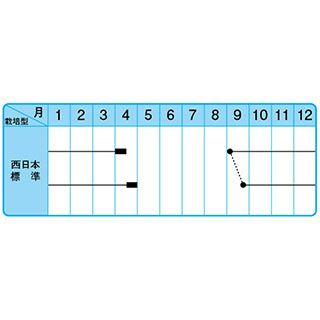 たまねぎ 種 【こはく】 10ｇ
