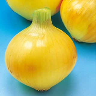 たまねぎ 種 【こはく2号】 10ｇ