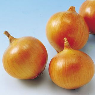 たまねぎ 種 【晩生こがね】 100ｇ