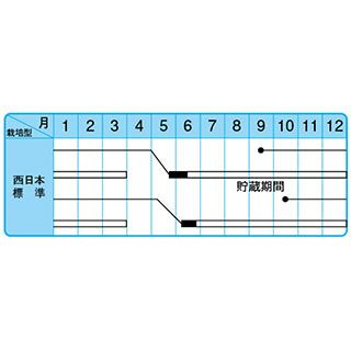 たまねぎ 種 【晩生こがね】 100ｇ