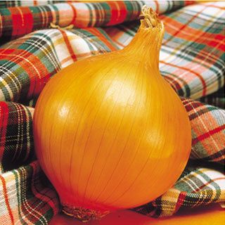 たまねぎ 種 【中生こがね】 小袋