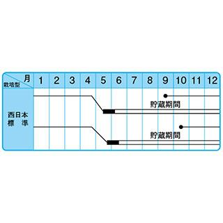 たまねぎ 種 【中生こがね】 小袋
