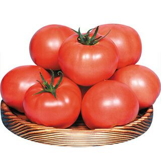 orange(321　①セレベスS 種芋　約100個 (充填時4.5Kg) 4-1127-03 サニスペック生培地 卵黄加マンニット食塩寒天 20枚入