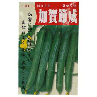 玉ねぎ苗 【予約】 【 中晩生 甘玉( 七宝甘70） 】 約100本 [ たまねぎ
