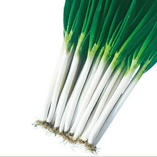 ネギ 種 【 ネギ元蔵 】 種子 小袋（約6ｍｌ)