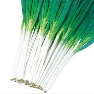 ネギ 種 【 ネギ吉蔵 】 小袋（7ml） ( ネギの種 )