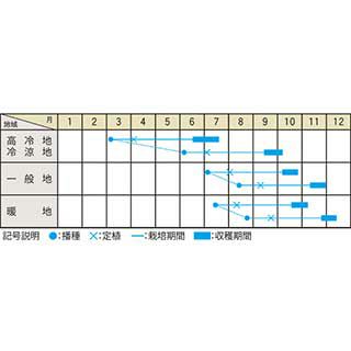  キャベツ 種 【 YRかぎろひ 】 種子 小袋（約１ｍｌ)