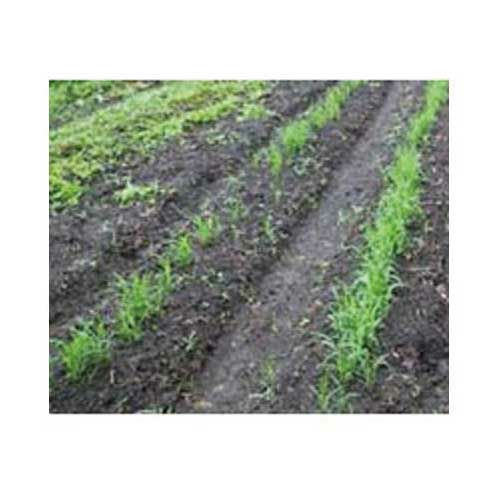  陸稲(オカボ)モチ 農林一号 1L