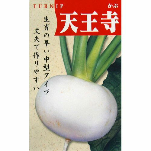 里芋　種芋　石川早生　20kg ※食用可 サトイモ 石川早生｜種（タネ）,球根,苗,資材,ガーデニング