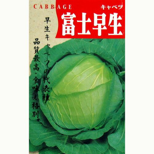 キャベツ 種 【 キャベツ 冬のサトウくん 】 コート千粒 キャベツの種