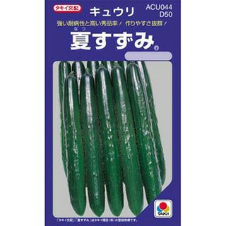 玉ねぎ苗 【予約】 【 早生 赤玉ねぎ レッドグラマー 】 約50本
