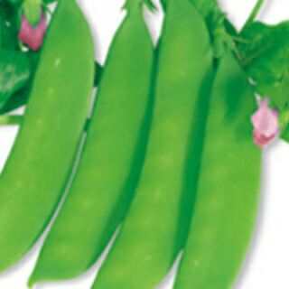 絹さや きぬさやエンドウ | 農業屋.com