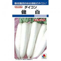 漬物品種大根 白長はつか大根（アイシクル）（ラディッシュの種）【固定種