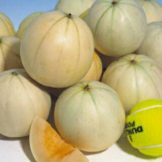 あいちのかおり 令和6年産 30kg あいちのかおり 玄米 30kg 令和6年産 愛知県産 おひとり様1袋限り 限定