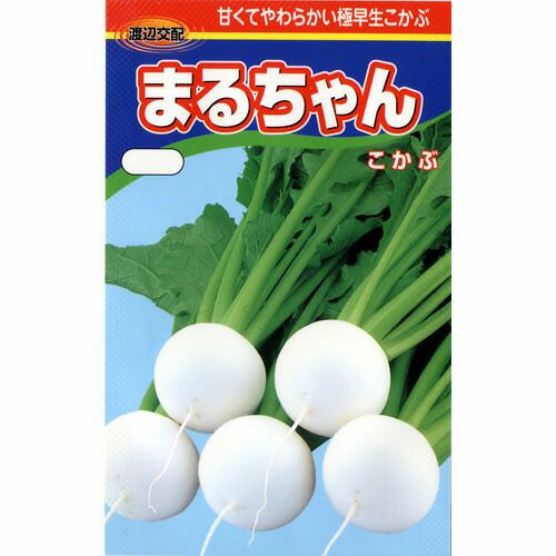さつまいも苗 【ハロウィンスイート】 25本 【予約販売 芋づる