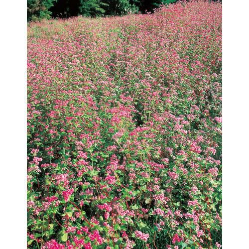 赤花そば 高嶺ルビー 1kg 農業屋 Com
