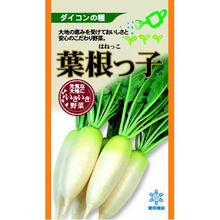 令和7年入荷分完売！】バイオ(ウイルスフリー)苗 栗かぐや PVP