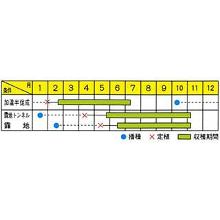 ナス 種 【 殿様 】 小袋（0.5ml） ( ナスの種 )