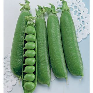 実取エンドウ 種 【ウスイ】 1L