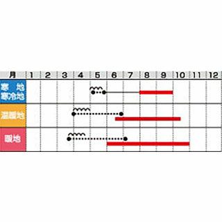 オクラ 種 【みどり丸ノ助】 小袋