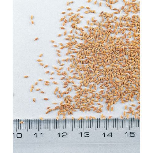 芝生 種 【 野芝 ( ノシバ ) 】 種子 1kg【通常 1~3営業日で発送】 | 農業屋.com