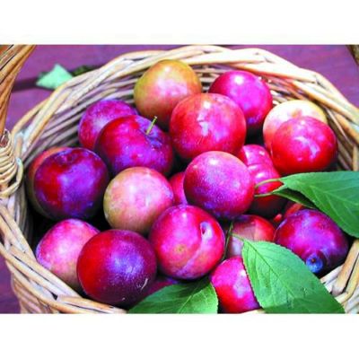 すもも | 農業屋.com