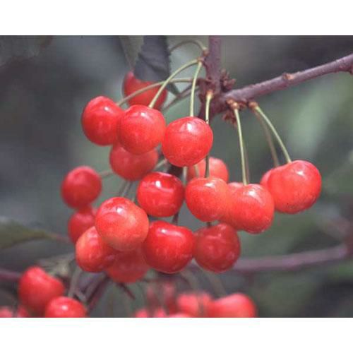 果樹苗 サクランボ 【 佐藤錦 （ さとうにしき ） 1年生苗 】 | 農業屋.com