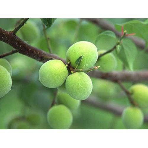楽天市場】【5月下旬から順次ご発送】 【 南高梅 白加賀梅 鶯宿