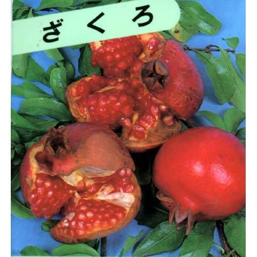 果樹苗 ザクロ 【 大実ザクロ 1年生 】 | 農業屋.com