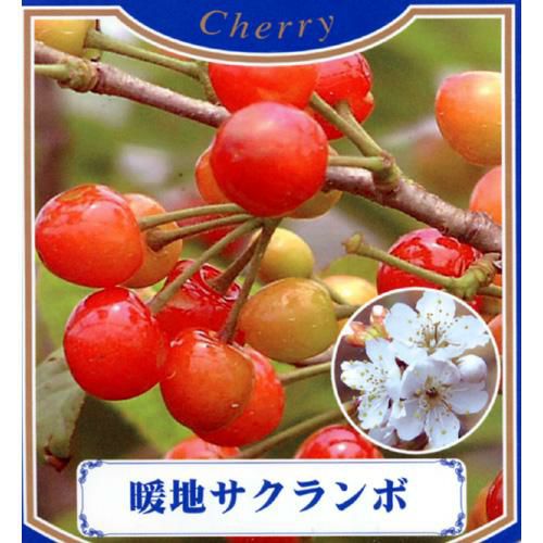暖地さくらんぼ 苗木 2苗セット 果樹苗 - メルカリ