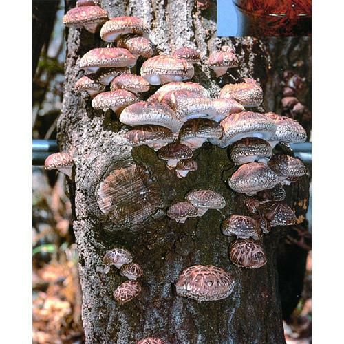 【 しいたけ種菌 オガ菌 1000cc 】[ 椎茸 しいたけ シイタケ きのこ キノコ 菌 種 栽培 ]