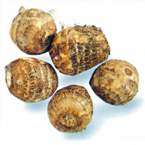 里芋 石川早生 種芋 1kg（15〜20個入り）