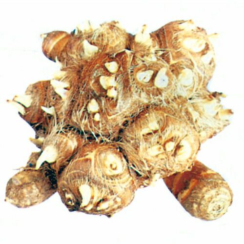 種芋にもどうぞ】里芋20kg （里芋【赤芽】無農薬栽培 種芋OK 2kg30個 