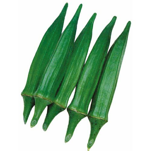 果樹苗 【 柿 麗玉 1年生苗木 】 品種 麗玉 品種登録番号 25273